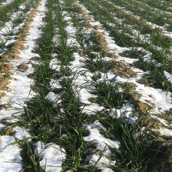 Photo of wheat with some lingering snow melting in spring